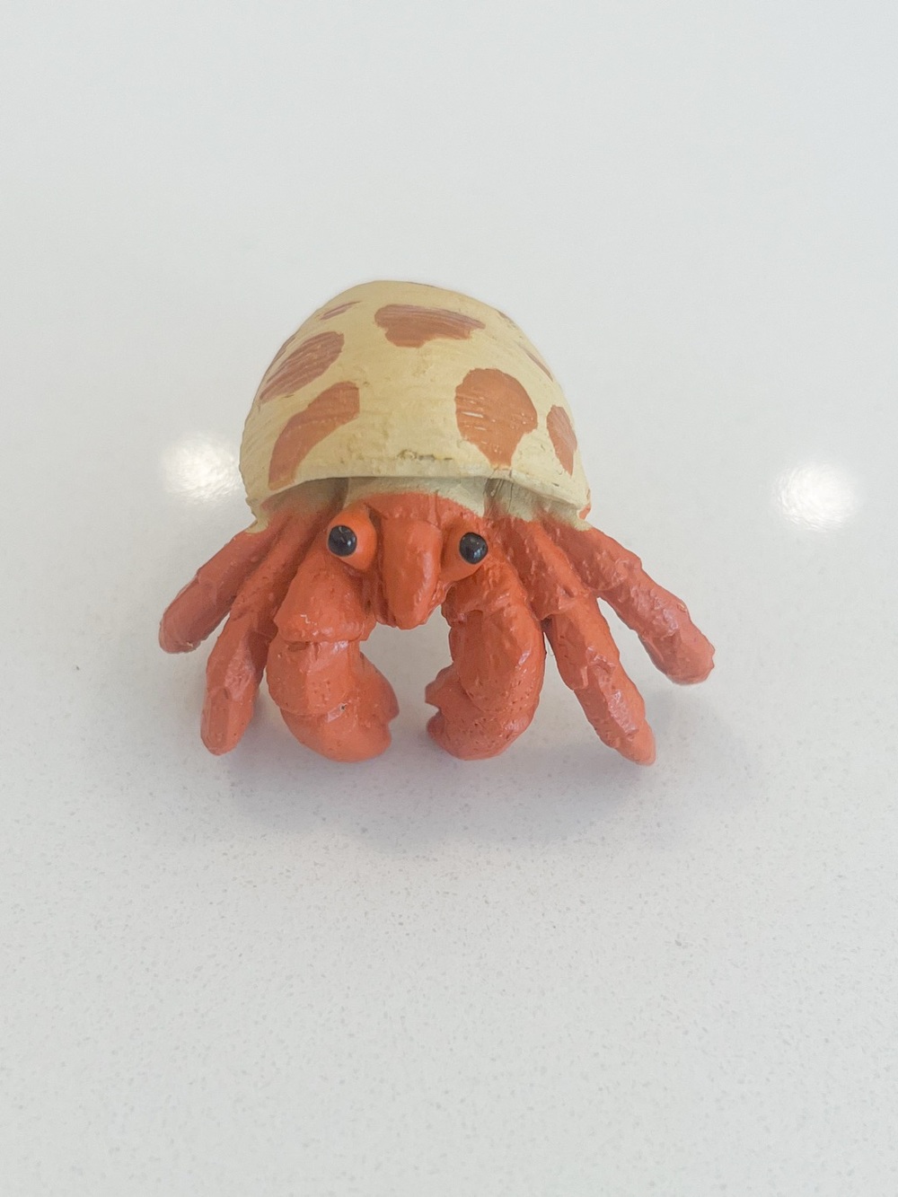 Hermit Crab